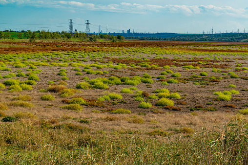 Globular steppe plants in a dry valley of a small river in autumn, Ukraine