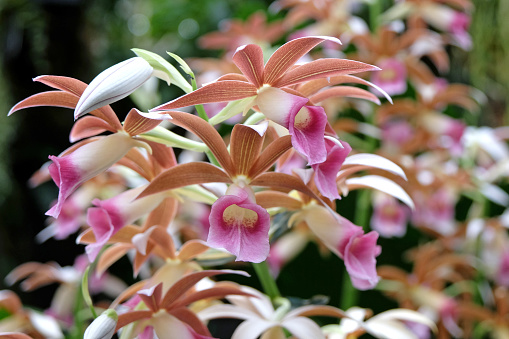 Brown and pink Phaius orchid, or nuns cap in flower.