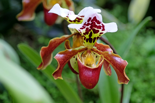 Red mottled Phragmipedium, or ladys slipper orchid in flower.