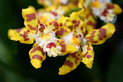 Yellow and red mottled Odontocidium Wildcat orchid in flower.