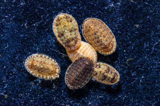 istock Ancient armored mollusk (Chiton polii), Black Sea 1930252232