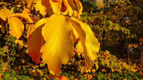 In autumn, beautiful yellow leaves on a tree branch and on ivy on the ground, slider shot