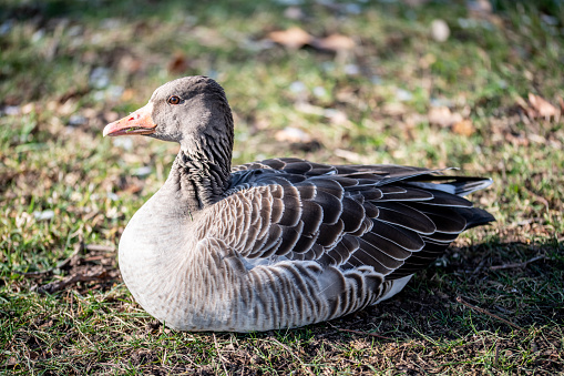 Goose sits on a meadow