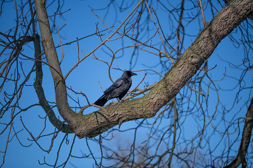 The Common Raven (Corvus corax), also known as the Northern Raven, is a large, all-black passerine bird. Found across the northern hemisphere, it is the most widely distributed of all corvids. Perching.