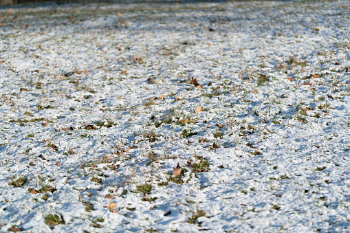 There is snow on a meadow