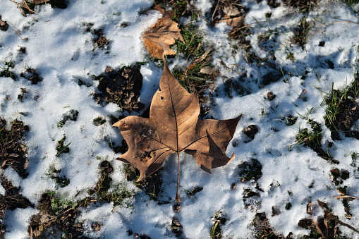 Dried leaves on a winter meadow