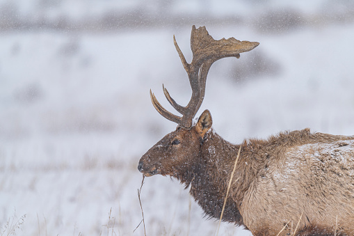 A large elk in a winter snow storm, feeding on grass.