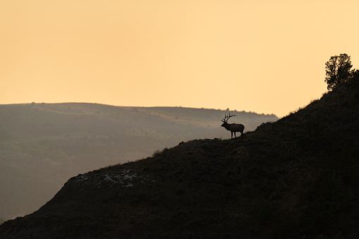 A bull Elk sky lined on a mountain in the western United Sates.