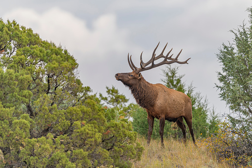 Elk Bull looking over a Juniper tree.