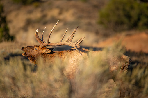 Bull elk bugling sideways into the fall air.