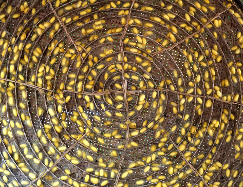 Round bamboo basket for raising silkworm larvae, divided into spiral compartments. It contains a yellow silk cocoon.