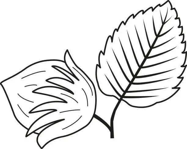 Vector illustration of Vector illustration of a hazelnut on a white background. Sketch of a hazelnut for a coloring book. Hazelnut icon with leaf. forest leaves