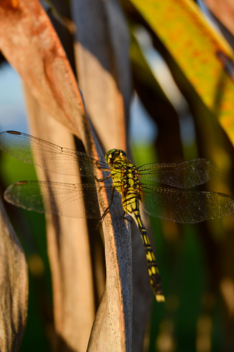 This stock photo features a close-up shot of a dragonfly perched on a small branch