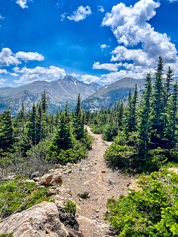 Krummholz,  treeline at Rocky Mountain National Park, Estes Park, Colorado.