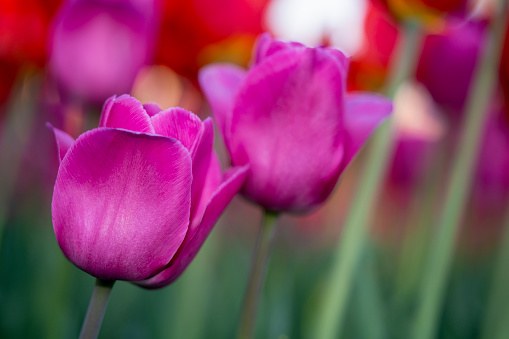 Standing out concept - single red tulip growing out of the pink tulip field.