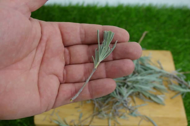 man holding lavender branch for propagation by cuttings. propagating lavender without roots man holding lavender branch for propagation by cuttings. propagating lavender without roots rooted cutting stock pictures, royalty-free photos & images