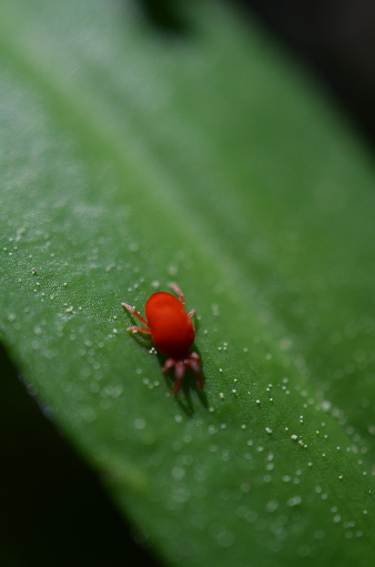 (Bryobia praetiosa) The Clover mite is .75-.85 mm in length and are red in color.  They are arachnids.  They feed on plants like lawn grasses, flowers, clover, dandelions, daffodils and strawberries.  An interesting fact this species reproduces parthenogenetically.  The eggs do need to be fertilized.