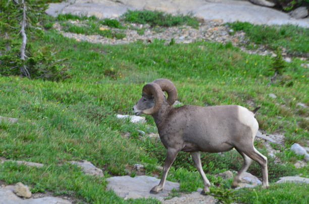 istock Rocky Mountain Bighorn Sheep 1930353280