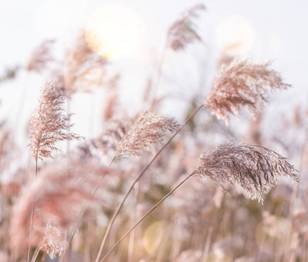 istock Pampas plant outdoor in sun light. 1930354894