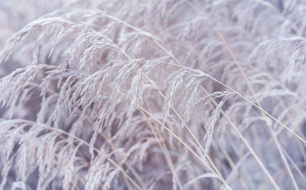 istock Frozen reed plant. Beautiful winter scene 1930354895