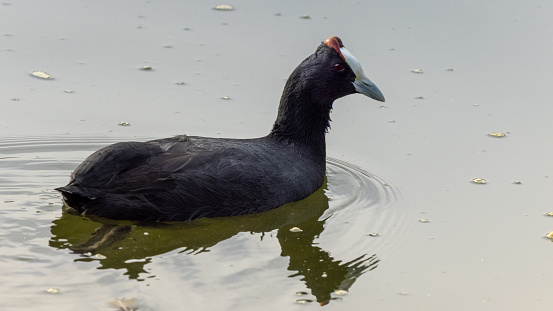 Fulica cristata, Red Knobbed Coot photographed wild in Southern Spain
