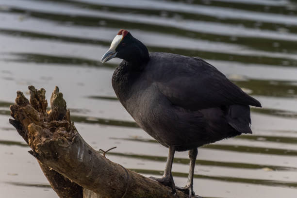 istock Red Knobbed Coot water bird 1930358019