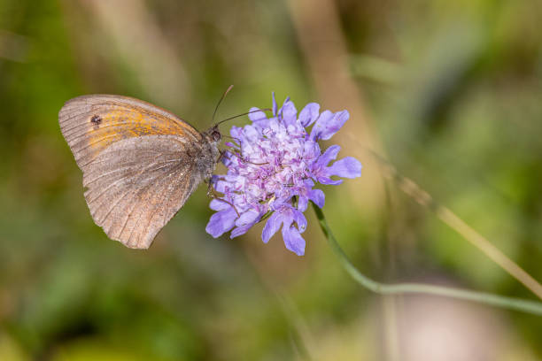 istock Close up of butterfly 1930358041
