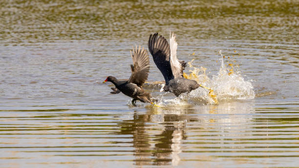 fighting waterbirds - waterbirds ストックフォトと画像