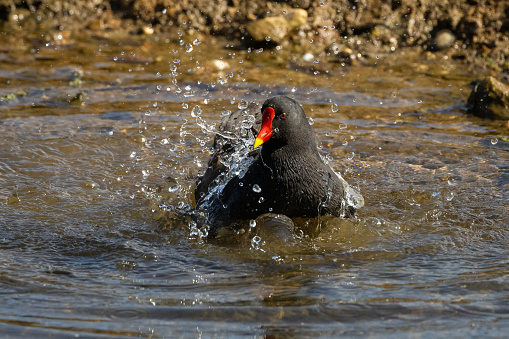 A Moorhen waterbird splashing in the water of a lake