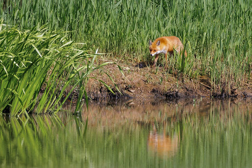 A stunning Red Fox, stalking prey along the edge of a lake