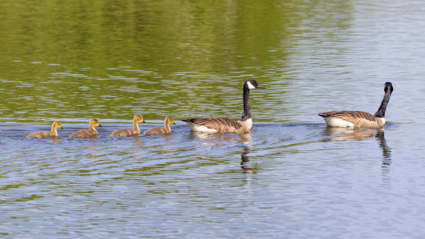 istock Pair of Canada Geese with young 1930360702