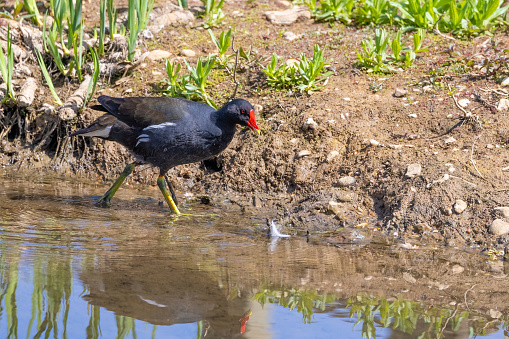 A Moorhen waterbird walking along a shoreline