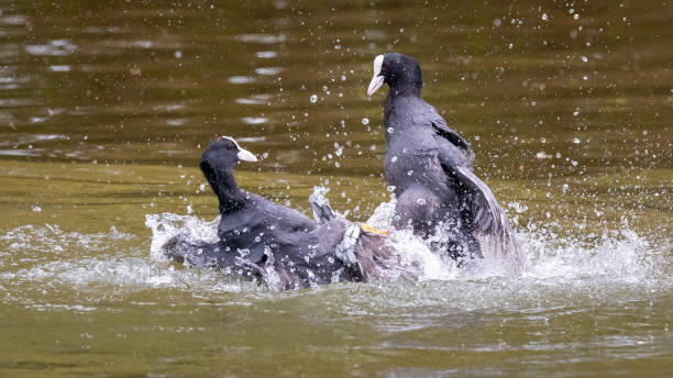 水鳥との戦い - waterbirds ストックフォトと画像