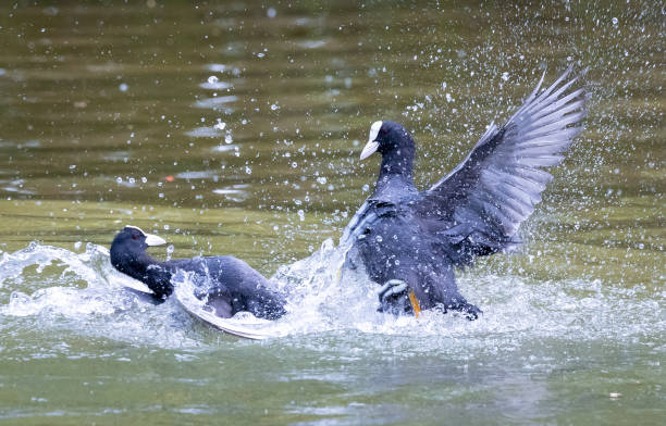 борьба с водоплавающими птицами - waterbirds стоковые фото и изображения