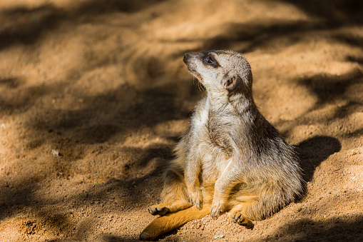 Cute animal surikate meerkats. Fury meerkat is keeping watch. Sunny brown background. Animals at zoo.