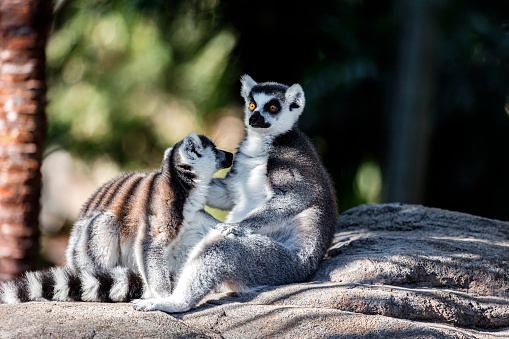 The ring-tailed lemur in its natural environment