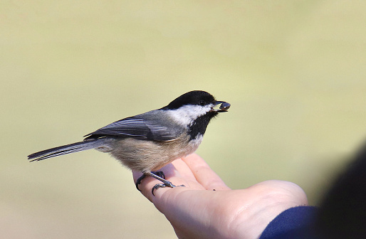 Black-capped Chickadee (poecile atricapillus) perched on  someone's hand with a seed in it's beak