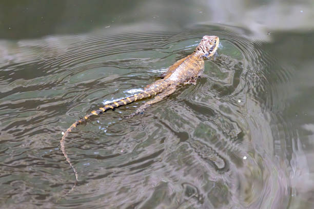 Australian Eastern Water Dragon swimming