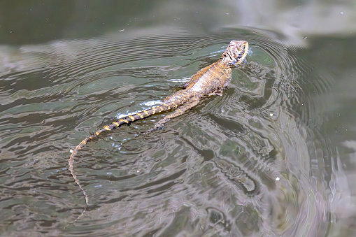 Australian Eastern Water Dragon swimming