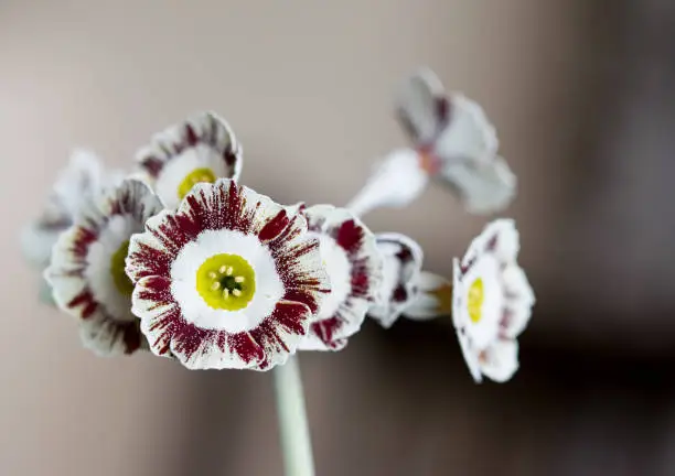 Close up of a crimson and white striped Primula Auricula