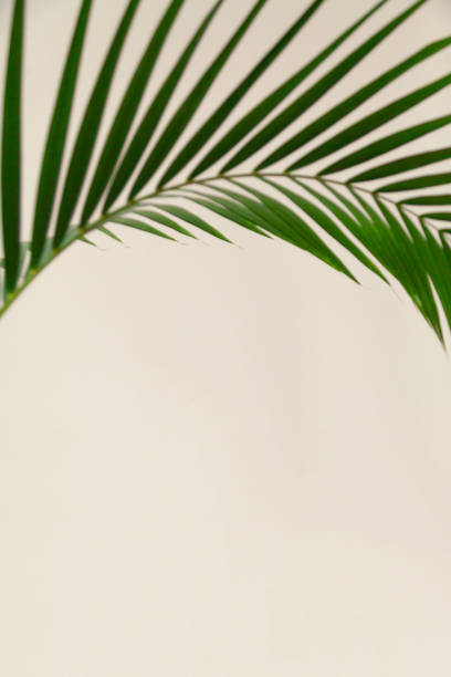 istock Green palm branch on a light cream background 1930405746