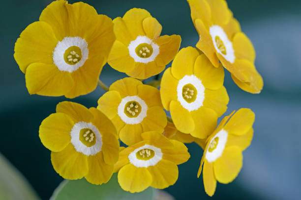 Close up of a flowering yellow Alpine Primula Auricula with a white centre