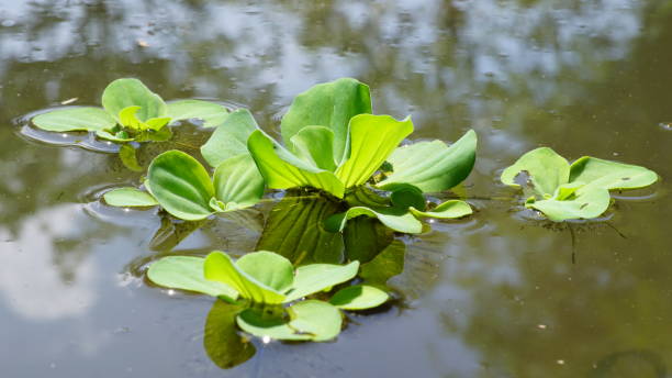 Pistia stratiotes on water