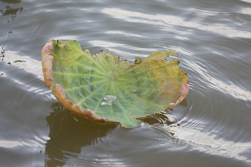 Huge leaf on water