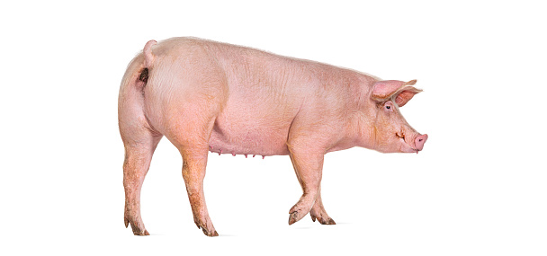 rear view of a Domestic pig walking and looking at the camera, isolated on white