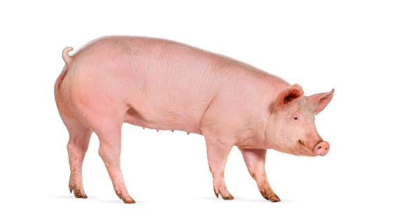 Side view of a Domestic pig, isolated on white