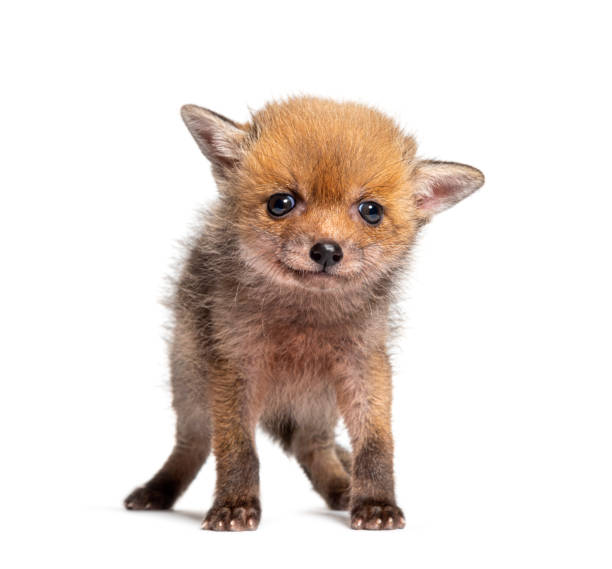 istock Sitting five weeks old Red fox cub looking at the camera, isolated on white 1930444550