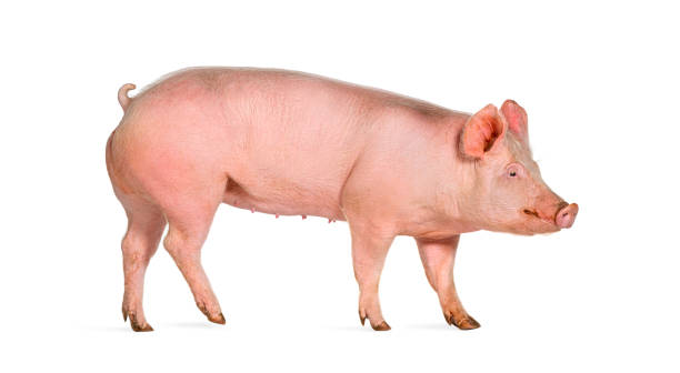 istock Side view of a Domestic pig, isolated on white 1930444561