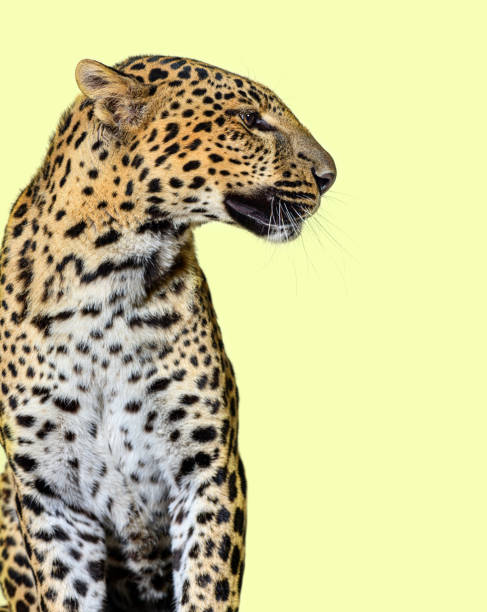 istock profile head shot of a spotted Leopard looking right, 1930444768