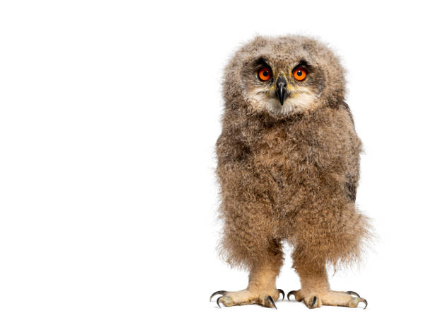 istock One month, Eurasian Eagle-Owl chick, Bubo bubo, looking at the camera, isolated on white 1930445069